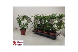 Passiflora caerulea 1 pp
