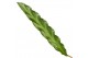 Calathea rufibarba elgergrass 