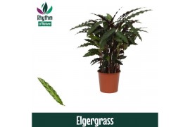 Calathea rufibarba elgergrass Decorum