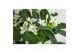 Stephanotis floribunda boog 7-8 tros in keramiek anna mix 