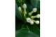 Stephanotis floribunda 3/4 tros boog 