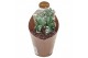 Cactus monvillea spegazzini monstruosa crestata collection in potcover 