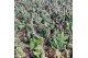 Cactus monvillea spegazzini monstruosa crestata collection in potcover 