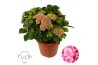 Hydrangea macrophylla Mophead Pink 15+ Hy-pe
