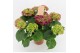 Hydrangea macr. hi fire lila 7/8 bloem 