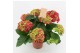 Hydrangea macr. hi fire red rood 9/10 bloem 