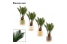 Cycas revoluta in Emma wood (Nature World-collection)