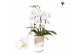 Phalaenopsis elegant cascade 2 tak niagara fall white kolibri orchids 