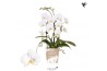 Phalaenopsis elegant cascade 2 tak niagara fall white kolibri orchids