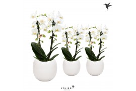 Phalaenopsis elegant cascade 2 tak niagara fall white in bowl pot whit