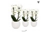 Phalaenopsis elegant cascade 2 tak niagara fall white in bowl pot whit