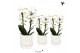 Phalaenopsis elegant cascade 2 tak niagara fall white in owl pot white 