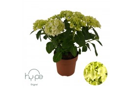 Hydrangea macr. Mophead White 5+ | Hy-pe