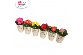 Gerbera colourgame mix 3+ in cup pure collection