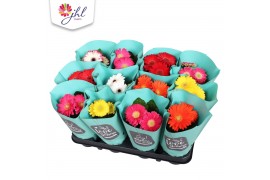 Gerbera colourgame mix 2+ in groene hoes