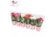 Gerbera colourgame mix 2+ in potcover hartje Liefde/Love/Amour/Liebe 