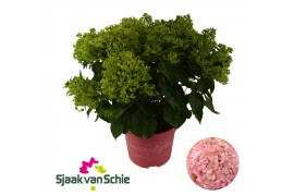 Hydrangea paniculata Hydrangea Paniculata Pinklight 7+