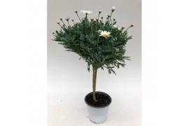 Argyranthemum frutescens wit op stam