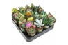 Cactus/succulenten mix in potcover