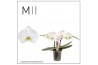 Phalaenopsis spirit white 2 tak mimesis
