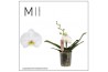 Phalaenopsis spirit white 1 tak mimesis