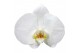 Phalaenopsis spirit white 1 tak mimesis 