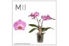 Phalaenopsis spirit pink 2 tak mimesis