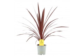 Cordyline australis red star rood