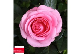 Rosa elysium kordana licht roze