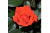 Rosa calibra kordana oranje