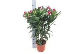 Nerium oleander Nerium Oleander,7 pp,rood,7 pp,rood,7 pp,rood,6 tak/pl