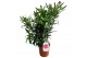 Nerium oleander Nerium Oleander,7 pp,rood,7 pp,rood,7 pp,rood,6 tak/pl 