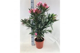 Nerium oleander Nerium Oleander,7 pp,roze,7 pp,roze,7 pp,roze,6 tak/pl