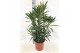Nerium oleander Nerium Oleander,7 pp,wit,7 pp,wit,7 pp,wit,6 tak/plnt 