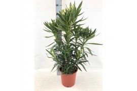 Nerium oleander Nerium Oleander,7 pp,wit,7 pp,wit,7 pp,wit,6 tak/plnt