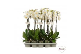 Phalaenopsis wit / geel lip 2 tak 65cm