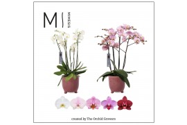 Phalaenopsis mix marvellous mix 50+ flowers in kaat ceramic mimesis