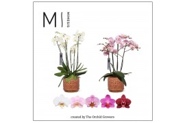 Phalaenopsis mix Mimesis Phal. Marvellous Mix - 50+ flowers 17cm in Va