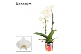 Phalaenopsis wit cascade decorum