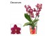 Phalaenopsis multiflora rood Phalaenopsis dazzling Devil 3-4 tak (Deco 