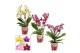 Phalaenopsis multiflora mix dazzling melange 3-4 tak (Scenza) 