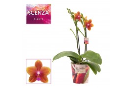 Phalaenopsis anthura bolgheri perfíum 2 tak (Scenza)