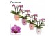 Phalaenopsis multiflora paars decorum Dazzling Dreamer 3+ tak in dua l 
