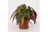 Begonia blad maculata wightii