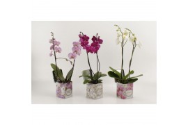 Phalaenopsis mix 2 tak in blik barbara orchidee