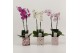 Phalaenopsis mix 2 tak in blik barbara love 