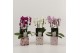 Phalaenopsis elegant cascade 2 tak Duoboga gemengd in blik Barbara Lov 