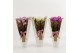 Phalaenopsis elegant cascade Duoboga gemengd in luxe koker kraft met j 