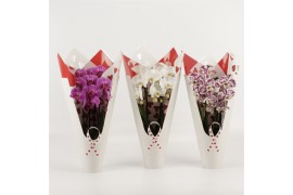 Phalaenopsis elegant cascade 2 tak Duoboga gemengd Luxury Valentines d