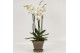 Phalaenopsis wit 6 tak in megane grijs pot + schotel 